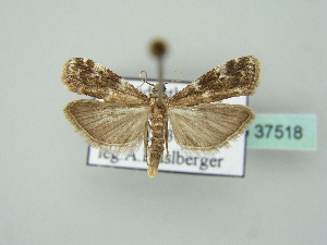  ( - BC ZSM Lep 37518)  @13 [ ] Copyright (2010) Axel Hausmann/Bavarian State Collection of Zoology (ZSM) SNSB, Zoologische Staatssammlung Muenchen