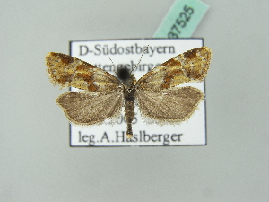  ( - BC ZSM Lep 37525)  @12 [ ] Copyright (2010) Axel Hausmann/Bavarian State Collection of Zoology (ZSM) SNSB, Zoologische Staatssammlung Muenchen