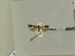  ( - BC ZSM Lep 50800)  @12 [ ] CreativeCommons - Attribution Non-Commercial Share-Alike (2010) Andreas Segerer SNSB, Zoologische Staatssammlung Muenchen