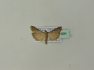  ( - BC ZSM Lep 51031)  @12 [ ] CreativeCommons - Attribution Non-Commercial Share-Alike (2010) Andreas Segerer SNSB, Zoologische Staatssammlung Muenchen