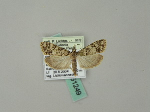  ( - BC ZSM Lep 51249)  @12 [ ] CreativeCommons - Attribution Non-Commercial Share-Alike (2010) Andreas Segerer SNSB, Zoologische Staatssammlung Muenchen