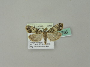  ( - BC ZSM Lep 51256)  @12 [ ] CreativeCommons - Attribution Non-Commercial Share-Alike (2010) Andreas Segerer SNSB, Zoologische Staatssammlung Muenchen