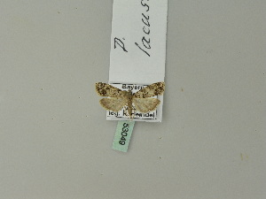  ( - BC ZSM Lep 53049)  @12 [ ] CreativeCommons - Attribution Non-Commercial Share-Alike (2010) Andreas Segerer SNSB, Zoologische Staatssammlung Muenchen