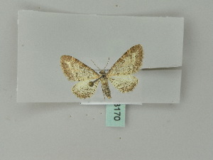  ( - BC ZSM Lep 53170)  @12 [ ] CreativeCommons - Attribution Non-Commercial Share-Alike (2010) Andreas Segerer SNSB, Zoologische Staatssammlung Muenchen