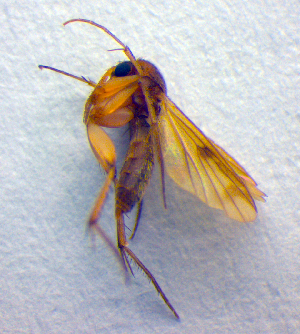  (Mycetophila curviseta - ZSM DIP FOR 042)  @12 [ ] CreativeCommons - Attribution Non-Commercial Share-Alike (2010) SNSB, Zoologische Staatssammlung Muenchen SNSB, Zoologische Staatssammlung Muenchen