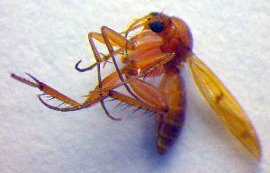  (Mycetophila flava - ZSM DIP FOR 045)  @12 [ ] CreativeCommons - Attribution Non-Commercial Share-Alike (2010) SNSB, Zoologische Staatssammlung Muenchen SNSB, Zoologische Staatssammlung Muenchen
