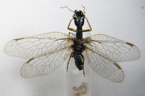  (Phaeostigma majus - BC ZSM NEU 132)  @13 [ ] CreativeCommons - Attribution Non-Commercial Share-Alike (2015) SNSB, Zoologische Staatssammlung Muenchen SNSB, Zoologische Staatssammlung Muenchen