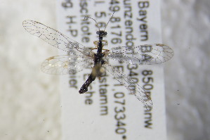  (Venustoraphidia nigricollis - GBOL11141)  @12 [ ] CreativeCommons - Attribution Non-Commercial Share-Alike (2015) SNSB, Zoologische Staatssammlung Muenchen SNSB, Zoologische Staatssammlung Muenchen