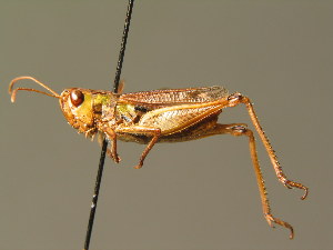  (Stenobothrus nigromaculatus - BC ZSM ORT 00126)  @14 [ ] CreativeCommons - Attribution Non-Commercial Share-Alike (2010) Stefan Schmidt SNSB, Zoologische Staatssammlung Muenchen