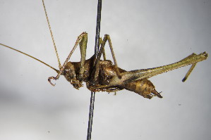  (Leptophyes albovittata - GBOL00232)  @13 [ ] CreativeCommons - Attribution Non-Commercial Share-Alike (2015) SNSB, Zoologische Staatssammlung Muenchen SNSB, Zoologische Staatssammlung Muenchen