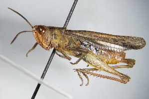  (Chorthippus biguttulus - GBOL00252)  @14 [ ] CreativeCommons - Attribution Non-Commercial Share-Alike (2015) SNSB, Zoologische Staatssammlung Muenchen SNSB, Zoologische Staatssammlung Muenchen