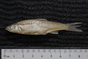  ( - BayFi 05289)  @13 [ ] CreativeCommons - Attribution Non-Commercial Share-Alike (2015) SNSB, Zoologische Staatssammlung Muenchen SNSB, Zoologische Staatssammlung Muenchen