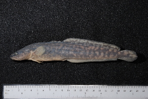  ( - BayFi 07535)  @12 [ ] CreativeCommons - Attribution Non-Commercial Share-Alike (2015) SNSB, Zoologische Staatssammlung Muenchen SNSB, Zoologische Staatssammlung Muenchen