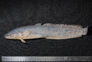  ( - BayFi 07711)  @12 [ ] CreativeCommons - Attribution Non-Commercial Share-Alike (2015) SNSB, Zoologische Staatssammlung Muenchen SNSB, Zoologische Staatssammlung Muenchen