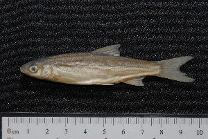  ( - BayFi 08252)  @13 [ ] CreativeCommons - Attribution Non-Commercial Share-Alike (2015) SNSB, Zoologische Staatssammlung Muenchen SNSB, Zoologische Staatssammlung Muenchen