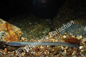  ( - ZSM BayFi 8995)  @12 [ ] CreativeCommons - Attribution Non-Commercial Share-Alike (2015) SNSB, Zoologische Staatssammlung Muenchen SNSB, Zoologische Staatssammlung Muenchen