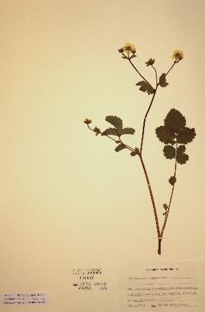  ( - H046147)  @11 [ ] Unspecified (default): All Rights Reserved  Unspecified Unspecified