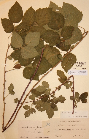  (Rubus caesius x idaeus - H080408)  @11 [ ] Unspecified (default): All Rights Reserved  Unspecified Unspecified