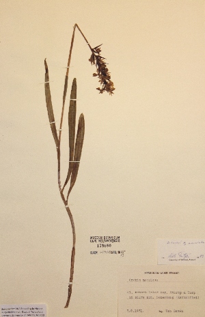  (Dactylorhiza fuchsii x maculata - H178680)  @11 [ ] Unspecified (default): All Rights Reserved  Unspecified Unspecified
