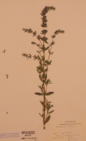  (Hyssopus officinalis - H222726)  @11 [ ] Unspecified (default): All Rights Reserved  Unspecified Unspecified