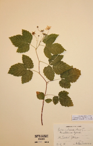  (Rubus arcticus x idaeus - H299332)  @11 [ ] Unspecified (default): All Rights Reserved  Unspecified Unspecified