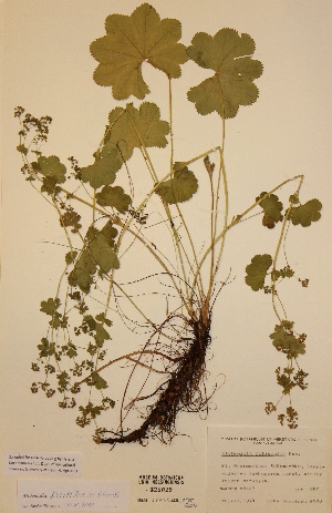  (Alchemilla filicaulis var. filicaulis - H325029)  @11 [ ] Unspecified (default): All Rights Reserved  Unspecified Unspecified