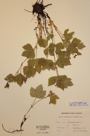  (Rubus arcticus x idaeus - H370015)  @11 [ ] Unspecified (default): All Rights Reserved  Unspecified Unspecified