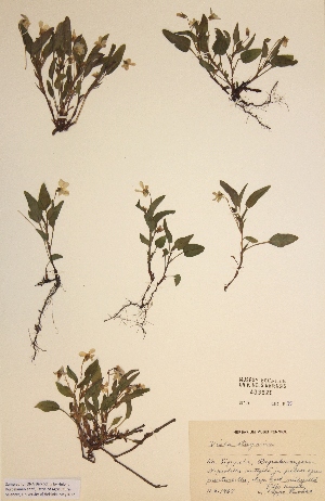  (Viola persicifolia - H403626)  @11 [ ] Unspecified (default): All Rights Reserved  Unspecified Unspecified