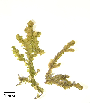  (Porella platyphylla - H4205214)  @11 [ ] Unspecified (default): All Rights Reserved  Unspecified Unspecified