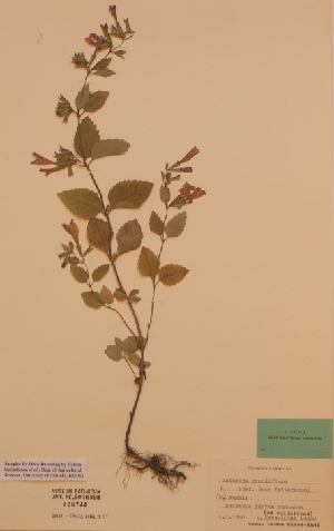  (Satureja grandiflora - H426744)  @11 [ ] Unspecified (default): All Rights Reserved  Unspecified Unspecified