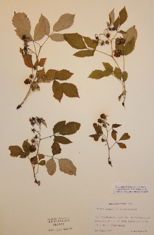  (Rubus idaeus f. chlorocarpus - H462840)  @11 [ ] Unspecified (default): All Rights Reserved  Unspecified Unspecified