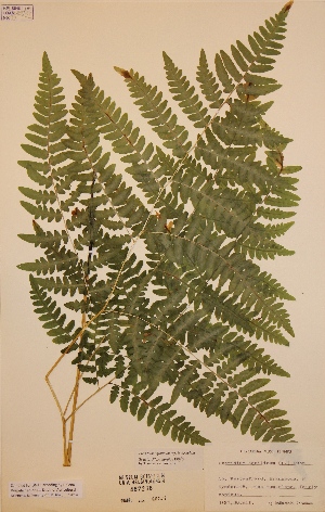  (Pteridium aquilinum subsp. latiusculum - H467236)  @11 [ ] Unspecified (default): All Rights Reserved  Unspecified Unspecified