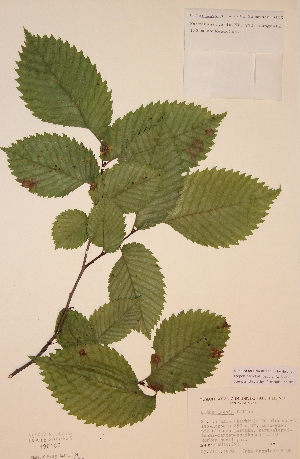  (Ulmus laevis - H496180)  @11 [ ] Unspecified (default): All Rights Reserved  Unspecified Unspecified