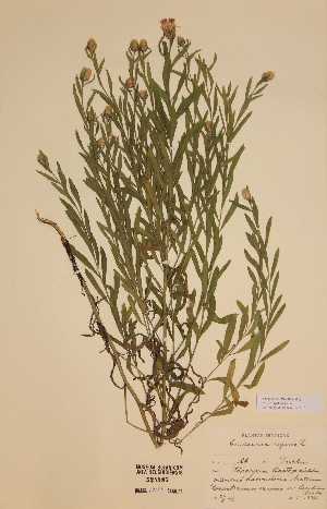  (Centaurea repens - H524585)  @11 [ ] Unspecified (default): All Rights Reserved  Unspecified Unspecified