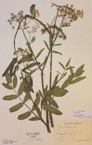  (Sium latifolium - H541055)  @11 [ ] Unspecified (default): All Rights Reserved  Unspecified Unspecified