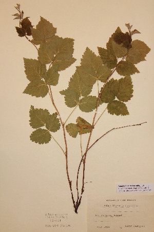  (Rubus idaeus x saxatilis - H560979)  @11 [ ] Unspecified (default): All Rights Reserved  Unspecified Unspecified