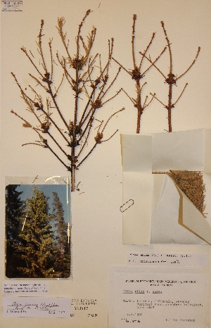  (Picea abies f. aurea - H583417)  @11 [ ] Unspecified (default): All Rights Reserved  Unspecified Unspecified