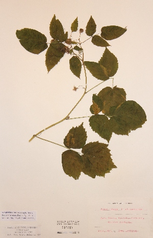  (Rubus idaeus f. chlorocarpus - H594315)  @11 [ ] Unspecified (default): All Rights Reserved  Unspecified Unspecified