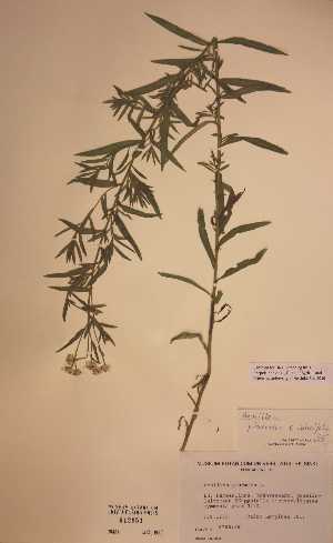  (Achillea ptarmica x salicifolia - H612951)  @11 [ ] Unspecified (default): All Rights Reserved  Unspecified Unspecified
