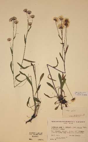 (Erigeron acer ssp politus - H616871)  @11 [ ] Unspecified (default): All Rights Reserved  Unspecified Unspecified