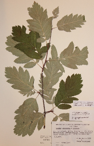  (Sorbus aucuparia x hybrida - H620095)  @11 [ ] Unspecified (default): All Rights Reserved  Unspecified Unspecified