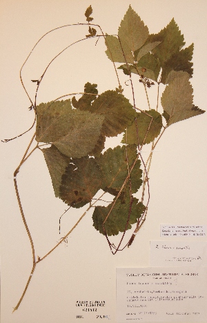  (Rubus idaeus x saxatilis - H621812)  @11 [ ] Unspecified (default): All Rights Reserved  Unspecified Unspecified