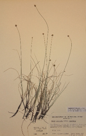  (Carex capitata subsp capitata - H625538)  @11 [ ] Unspecified (default): All Rights Reserved  Unspecified Unspecified