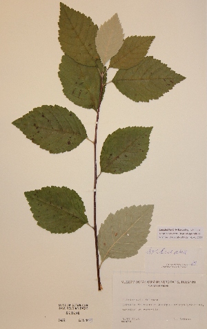  (Sorbus aria - H643490)  @11 [ ] Unspecified (default): All Rights Reserved  Unspecified Unspecified