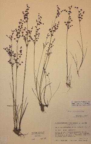  (Juncus alpinoarticulatus ssp alpinoarticulatus - H647243)  @11 [ ] Unspecified (default): All Rights Reserved  Unspecified Unspecified