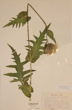 (Cirsium oleraceum x helenioides - H650778)  @11 [ ] Unspecified (default): All Rights Reserved  Unspecified Unspecified