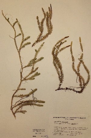  (Lycopodium annotinum subsp. alpestre x subsp. annotinum - H670420)  @11 [ ] Unspecified (default): All Rights Reserved  Unspecified Unspecified