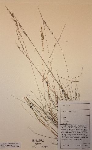  (Festuca - H721979)  @11 [ ] Unspecified (default): All Rights Reserved  Unspecified Unspecified