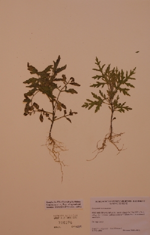  (Ambrosia artemisiifolia L - H730376)  @11 [ ] Unspecified (default): All Rights Reserved  Unspecified Unspecified