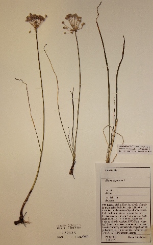 (Allium angulosum - H732535)  @11 [ ] Unspecified (default): All Rights Reserved  Unspecified Unspecified